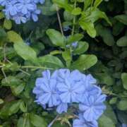 ヒメ日記 2025/06/27 09:15 投稿 ひいろ 完熟ばなな 横浜