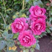 ヒメ日記 2025/06/30 09:16 投稿 ひいろ 完熟ばなな 横浜