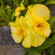 ヒメ日記 2025/07/18 09:46 投稿 ひいろ 完熟ばなな 横浜