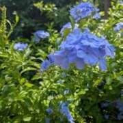 ヒメ日記 2025/07/28 10:17 投稿 ひいろ 完熟ばなな 横浜