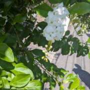 ヒメ日記 2025/08/18 10:13 投稿 ひいろ 完熟ばなな 横浜