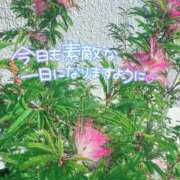 ヒメ日記 2025/06/16 16:52 投稿 つばき 奥様はエンジェル　立川店