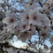 ヒメ日記 2025/04/10 12:04 投稿 吉高　れのん エテルナ京都