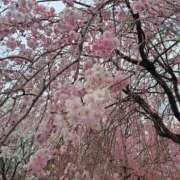 ヒメ日記 2025/04/15 13:18 投稿 なち 那須塩原人妻花壇