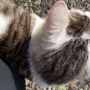 ヒメ日記 2025/10/29 17:54 投稿 めう ホテルだヨ！全員集合