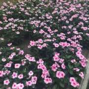 ヒメ日記 2025/08/29 13:04 投稿 ゆめ ホテルだヨ！全員集合