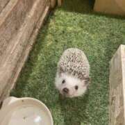 ヒメ日記 2025/04/15 13:38 投稿 ねも ホテルだヨ！全員集合