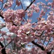 ヒメ日記 2025/03/25 14:55 投稿 みこと 栃木宇都宮ちゃんこ