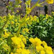 ヒメ日記 2025/03/10 23:10 投稿 真中 上野CLUB A(クラブ エー)