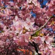 ヒメ日記 2025/03/17 10:01 投稿 真中 上野CLUB A(クラブ エー)