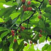 ヒメ日記 2025/06/26 07:00 投稿 真中 上野CLUB A(クラブ エー)