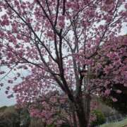 ヒメ日記 2026/03/27 07:00 投稿 真中 上野CLUB A(クラブ エー)