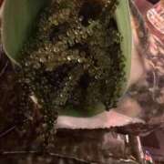 ヒメ日記 2026/02/25 00:50 投稿 ♡せんり先生♡ 梅田ムチぽよ女学院