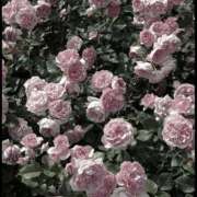 ヒメ日記 2025/07/03 17:11 投稿 あいみ ハニープラザ（ユメオト）