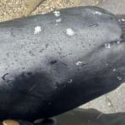 ヒメ日記 2025/03/04 16:34 投稿 はる 所沢東村山ちゃんこ