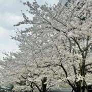 ヒメ日記 2025/03/28 16:43 投稿 はる 所沢東村山ちゃんこ