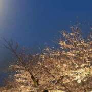 ヒメ日記 2025/04/22 05:54 投稿 はる 所沢東村山ちゃんこ