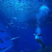 ヒメ日記 2025/08/07 18:47 投稿 はる 所沢東村山ちゃんこ