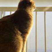 ヒメ日記 2026/02/20 16:05 投稿 はる 所沢東村山ちゃんこ