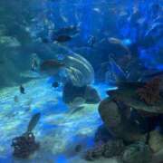 ヒメ日記 2025/08/15 18:57 投稿 ひなた【ギュッとしたらもう虜♡】 LIPS(リップス)