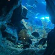 ヒメ日記 2025/09/09 07:07 投稿 らむ スチュワーデス