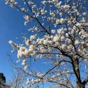 ヒメ日記 2026/04/08 18:24 投稿 らむ スチュワーデス