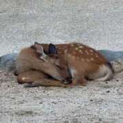 ヒメ日記 2025/08/16 22:26 投稿 なごみ No.1～ナンバーワン～