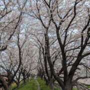 ヒメ日記 2025/04/01 08:46 投稿 すみれ 熟女の風俗アウトレット大垣安八羽島店