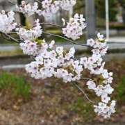 すみれ そろそろ桜も 熟女の風俗アウトレット大垣安八羽島店