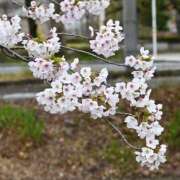 すみれ ごめんなさい＞＜ 熟女の風俗アウトレット大垣安八羽島店