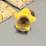 ヒメ日記 2025/05/17 19:21 投稿 小林なぎさ 制服向上委員会