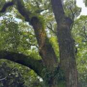 小林なぎさ 木に草が生えてた 制服向上委員会