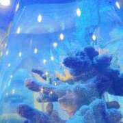 ことは 🧡男爵のお仲間🐟 男爵