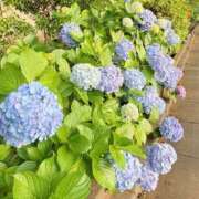 ヒメ日記 2026/06/14 06:37 投稿 ことは 男爵