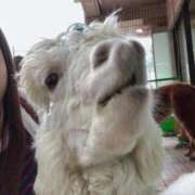 ヒメ日記 2025/06/20 18:48 投稿 花咲沙奈 ハールブルク