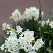 ヒメ日記 2025/03/15 05:52 投稿 ひいろ 完熟ばなな川崎