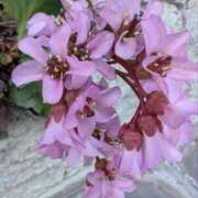 ヒメ日記 2025/03/19 07:02 投稿 ひいろ 完熟ばなな川崎