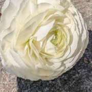 ヒメ日記 2025/03/26 08:02 投稿 ひいろ 完熟ばなな川崎