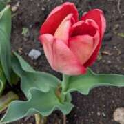 ヒメ日記 2025/03/29 07:21 投稿 ひいろ 完熟ばなな川崎