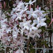 ヒメ日記 2025/06/02 08:43 投稿 ひいろ 完熟ばなな川崎