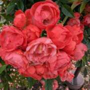 ヒメ日記 2025/06/09 11:07 投稿 ひいろ 完熟ばなな川崎