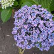 ヒメ日記 2025/06/23 08:35 投稿 ひいろ 完熟ばなな川崎