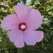 ヒメ日記 2025/07/11 09:52 投稿 ひいろ 完熟ばなな川崎