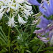 ヒメ日記 2025/07/16 10:36 投稿 ひいろ 完熟ばなな川崎