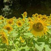 ヒメ日記 2025/08/27 09:39 投稿 ひいろ 完熟ばなな川崎