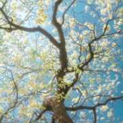 ヒメ日記 2025/10/22 17:06 投稿 みなみちゃん SA～Sanitatem Angelum～癒やしの天使