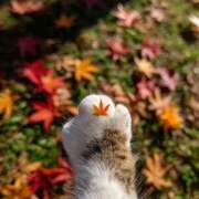 ヒメ日記 2025/10/25 00:06 投稿 みなみちゃん SA～Sanitatem Angelum～癒やしの天使