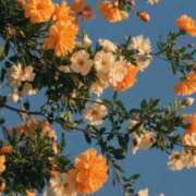 ヒメ日記 2025/10/28 18:50 投稿 みなみちゃん SA～Sanitatem Angelum～癒やしの天使