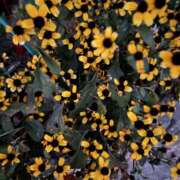 ヒメ日記 2025/11/10 18:17 投稿 みなみちゃん SA～Sanitatem Angelum～癒やしの天使