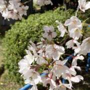 ヒメ日記 2025/04/07 08:01 投稿 小泉さん SA～Sanitatem Angelum～癒やしの天使